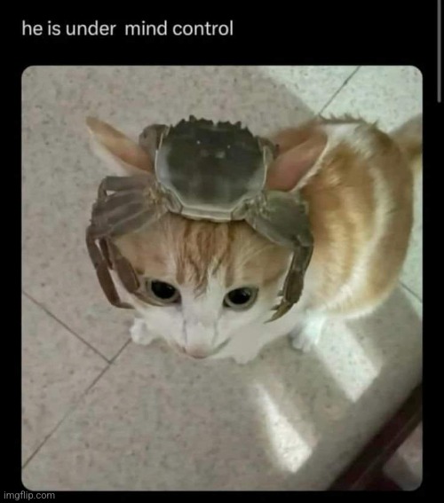 Head....crab..... | made w/ Imgflip meme maker