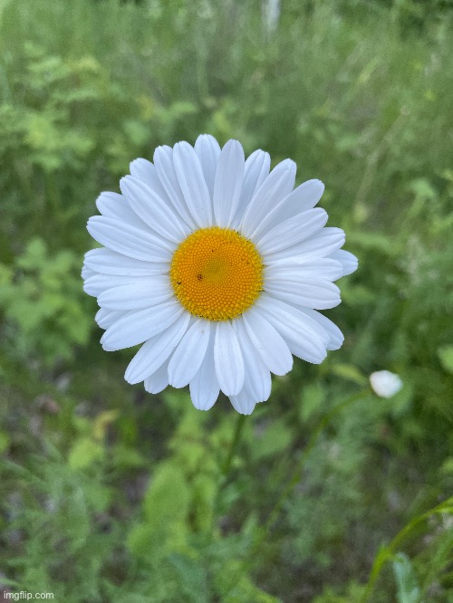 A Daisy in the Backyard | image tagged in daisy,flower,photo | made w/ Imgflip meme maker