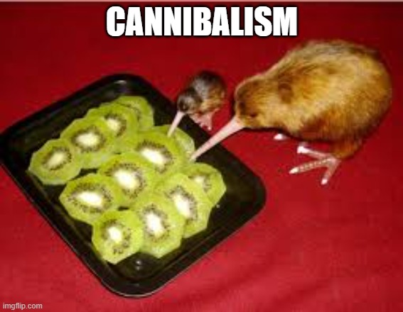 Kiwi | CANNIBALISM | image tagged in funny,animals,kiwi,memes | made w/ Imgflip meme maker