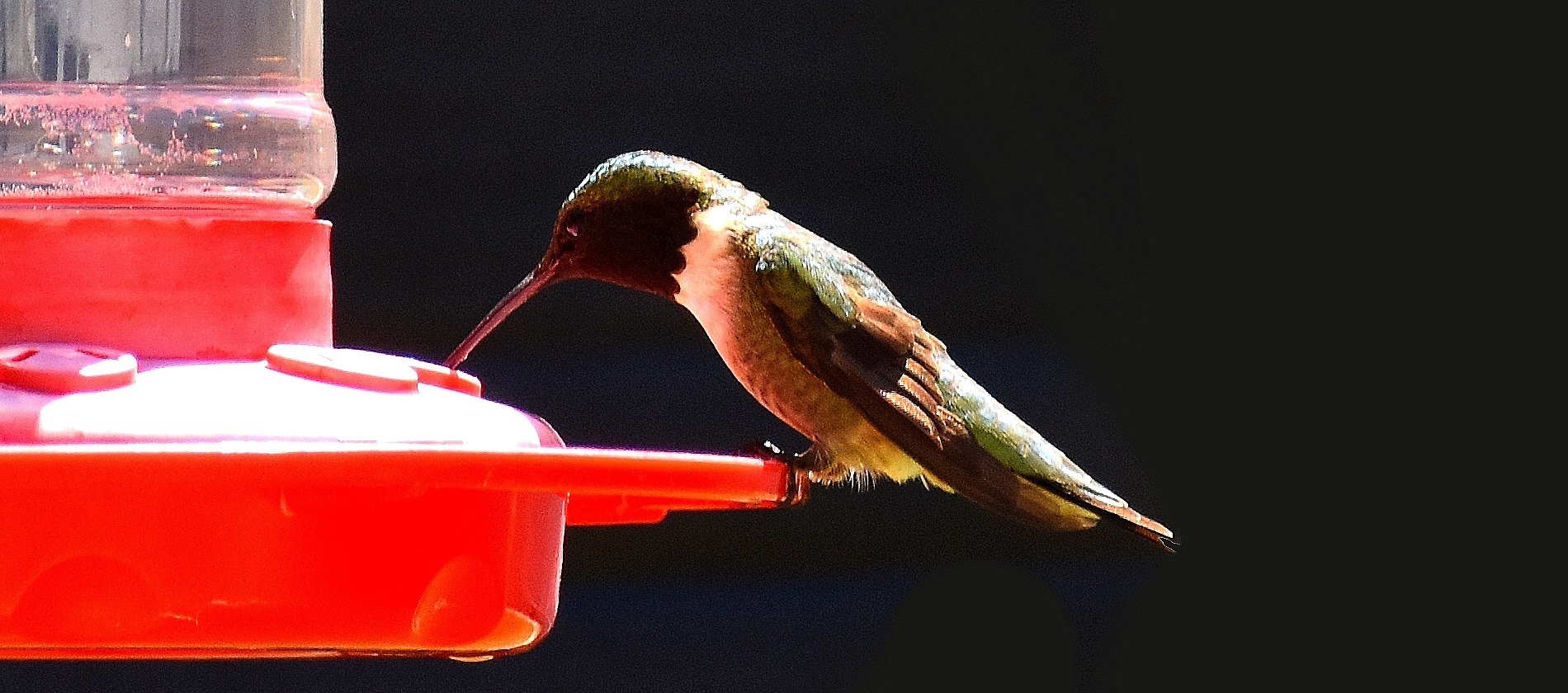 humming bird | image tagged in humming bird,nikon,kewlew | made w/ Imgflip meme maker