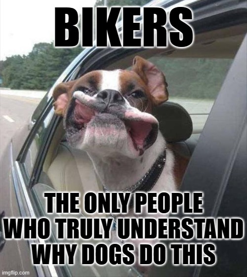 BIKERS; THE ONLY PEOPLE WHO TRULY UNDERSTAND WHY DOGS DO THIS | made w/ Imgflip meme maker