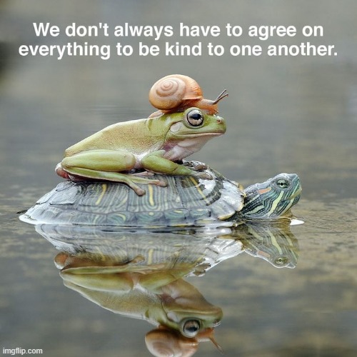 Hitching a Ride! | image tagged in vince vance,turtle,frogs,snail,pond,funny animal meme | made w/ Imgflip meme maker