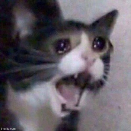 Crying Cat | image tagged in crying cat | made w/ Imgflip meme maker