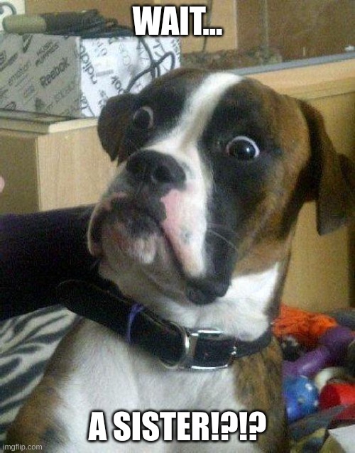 Surprised Dog | WAIT... A SISTER!?!? | image tagged in surprised dog | made w/ Imgflip meme maker