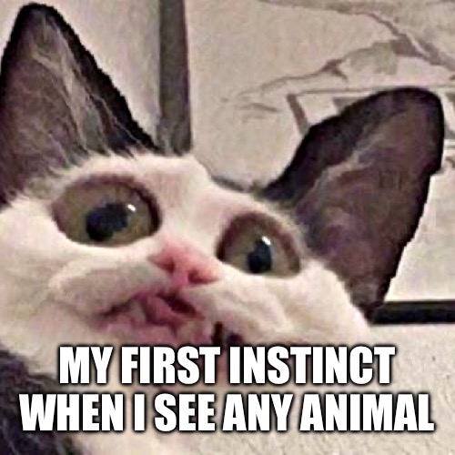 My first instinct every time I see an animal | MY FIRST INSTINCT WHEN I SEE ANY ANIMAL | image tagged in funny cat meme | made w/ Imgflip meme maker