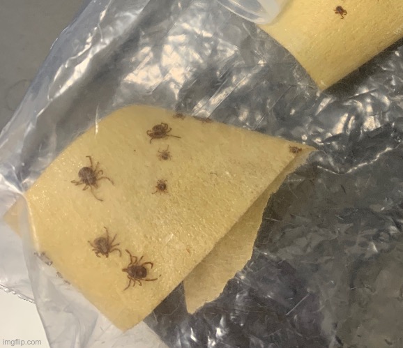 @Nat I have plenty of ticks | made w/ Imgflip meme maker