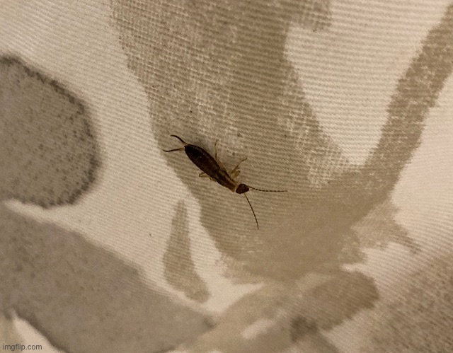 Bug on da shower curtain | made w/ Imgflip meme maker