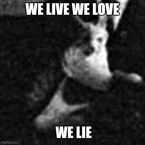 funny cat | WE LIVE WE LOVE WE LIE | image tagged in funny cat | made w/ Imgflip meme maker