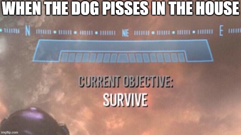 Just goes to show that actions can have consequences that can sometimes affect other people | WHEN THE DOG PISSES IN THE HOUSE | image tagged in current objective survive,memes,pets can be jerks sometimes,relatable,bad dog,life sucks | made w/ Imgflip meme maker