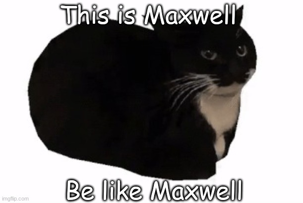 maxwell the cat | This is Maxwell; Be like Maxwell | image tagged in maxwell the cat | made w/ Imgflip meme maker