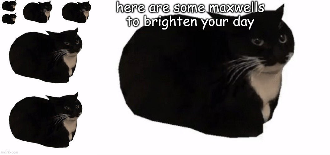 here are some maxwells to brighten your day | image tagged in maxwell the cat | made w/ Imgflip meme maker