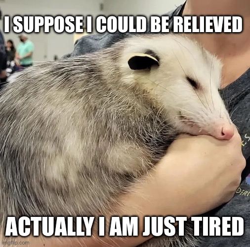 I suppose I could be relieved | I SUPPOSE I COULD BE RELIEVED; ACTUALLY I AM JUST TIRED | image tagged in possum | made w/ Imgflip meme maker