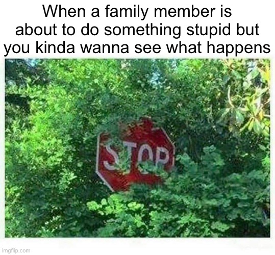 I kinda wanna see | When a family member is about to do something stupid but you kinda wanna see what happens | image tagged in stop,stop sign,memes,so true memes,stupid memes,stupid signs | made w/ Imgflip meme maker