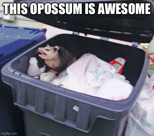 Awesome Opossum | THIS OPOSSUM IS AWESOME | image tagged in awesome opossum | made w/ Imgflip meme maker