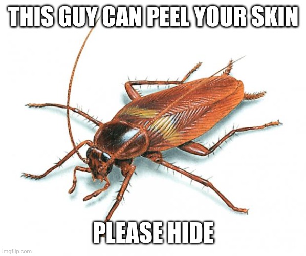 Cockroach | THIS GUY CAN PEEL YOUR SKIN; PLEASE HIDE | image tagged in cockroach | made w/ Imgflip meme maker