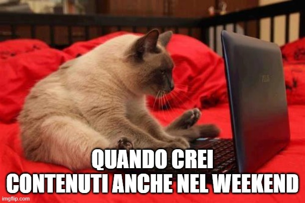 quit looking at cats online | QUANDO CREI CONTENUTI ANCHE NEL WEEKEND | image tagged in quit looking at cats online | made w/ Imgflip meme maker