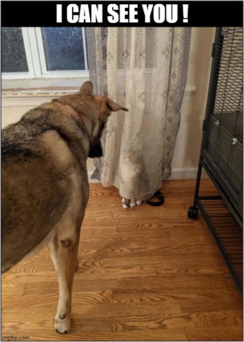 Hide And Seek Fail ! | I CAN SEE YOU ! | image tagged in dogs,cat,hide and seek,fail | made w/ Imgflip meme maker
