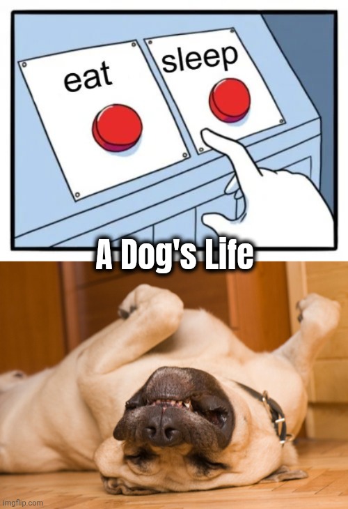 If it was that simple | A Dog's Life | image tagged in sleeping dog,decisions decisions,just do it,that would be great,eating,sleeping | made w/ Imgflip meme maker