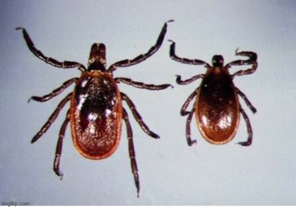 Ticks | image tagged in ticks | made w/ Imgflip meme maker