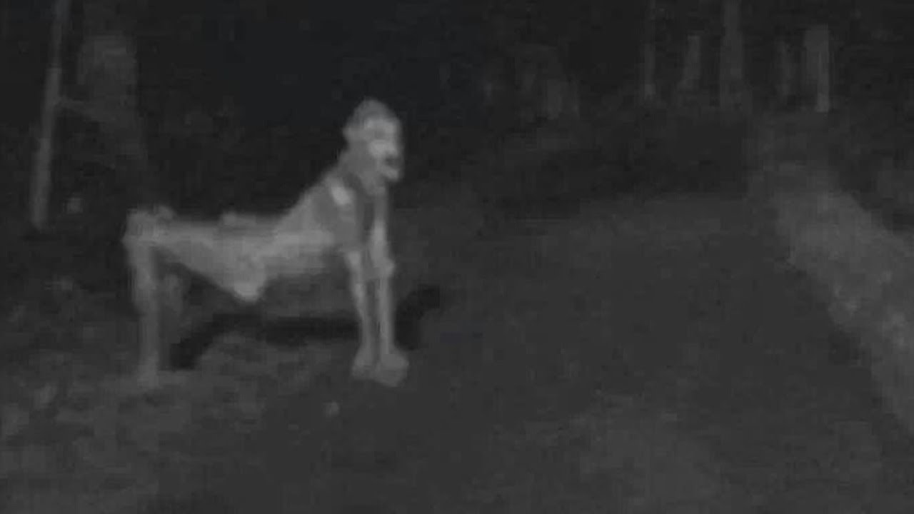 High Quality Skinwalker Blank Meme Template