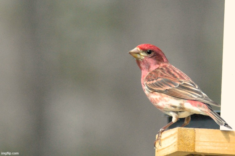 Purple Finch | image tagged in bird,canada | made w/ Imgflip meme maker