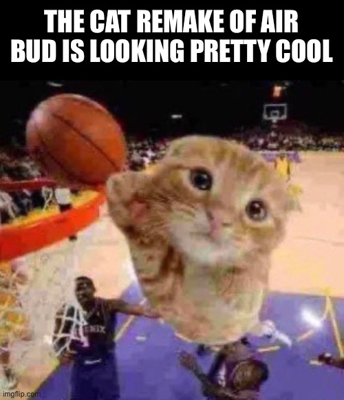 The cat remake of Air Bud | THE CAT REMAKE OF AIR BUD IS LOOKING PRETTY COOL | image tagged in air bud,basketball,cats,cat,cat memes,nba | made w/ Imgflip meme maker