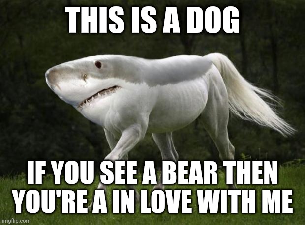 Shark Horse | THIS IS A DOG; IF YOU SEE A BEAR THEN YOU'RE A IN LOVE WITH ME | image tagged in shark horse | made w/ Imgflip meme maker