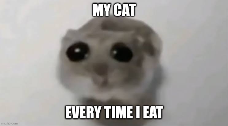 Sad Hamster | MY CAT; EVERY TIME I EAT | image tagged in sad hamster | made w/ Imgflip meme maker