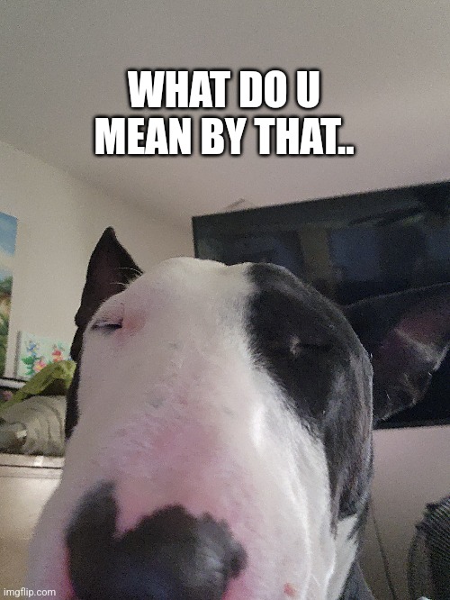 kodak hmm.. | WHAT DO U MEAN BY THAT.. | image tagged in dogs,funny dogs | made w/ Imgflip meme maker