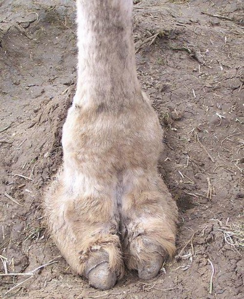 camel toe | image tagged in camel toe | made w/ Imgflip meme maker