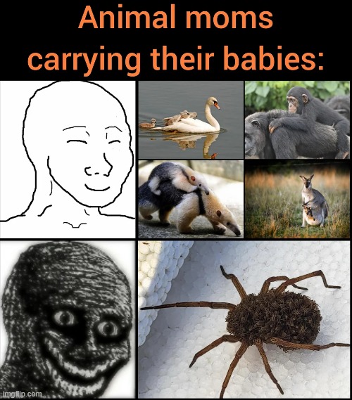 image tagged in animals,babies,aww,spider,wtf | made w/ Imgflip meme maker