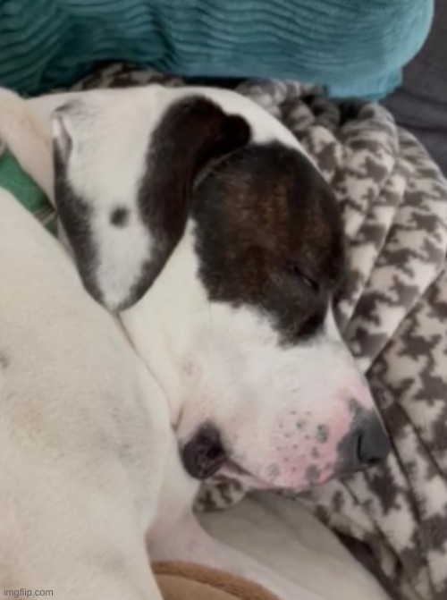 doggy | made w/ Imgflip meme maker