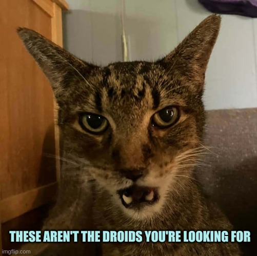 only going to tell you once cat | THESE AREN'T THE DROIDS YOU'RE LOOKING FOR | image tagged in only going to tell you once cat,wrong template,these aren't the droids you're looking for,meanwhile on imgflip,mandela effect | made w/ Imgflip meme maker