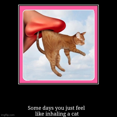 Some days you just feel 
like inhaling a cat | | image tagged in funny,demotivationals | made w/ Imgflip demotivational maker