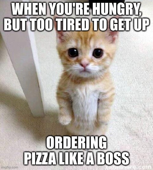 Cute Cat Meme | WHEN YOU'RE HUNGRY, BUT TOO TIRED TO GET UP; ORDERING PIZZA LIKE A BOSS | image tagged in memes,cute cat | made w/ Imgflip meme maker