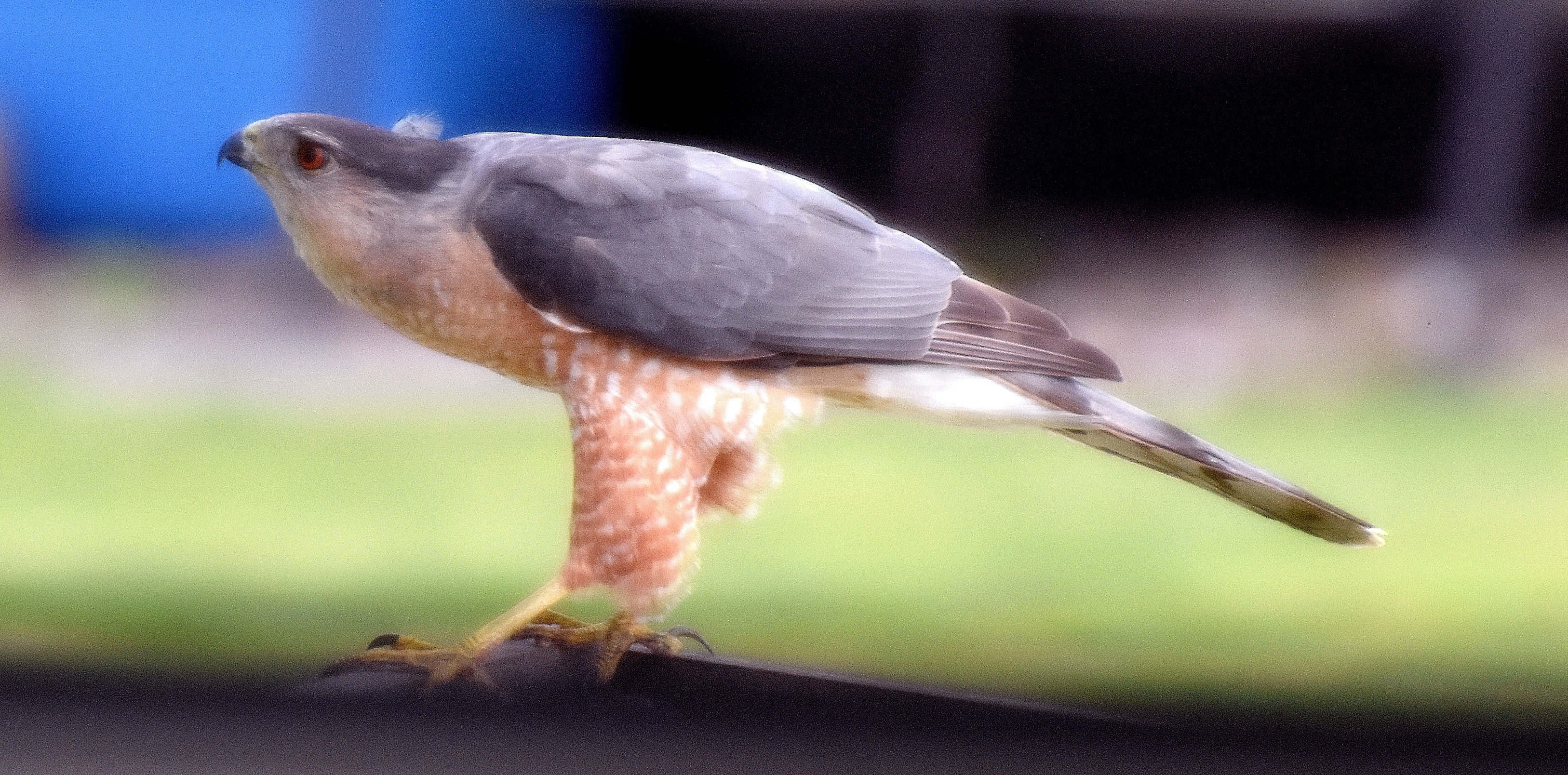 caught this guy in my bird feeder today. A young coopers hawk I believe. I took it through the screen so its a little fuzzy. | image tagged in coopers hawk kewlew nikon | made w/ Imgflip meme maker