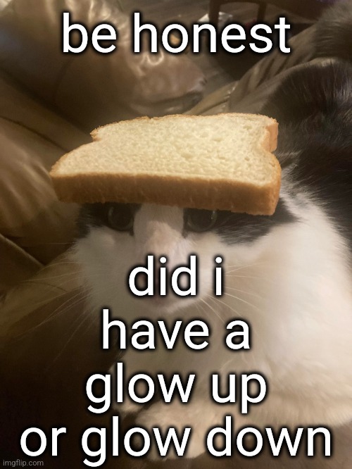 bread cat | did i have a glow up or glow down; be honest | image tagged in bread cat | made w/ Imgflip meme maker