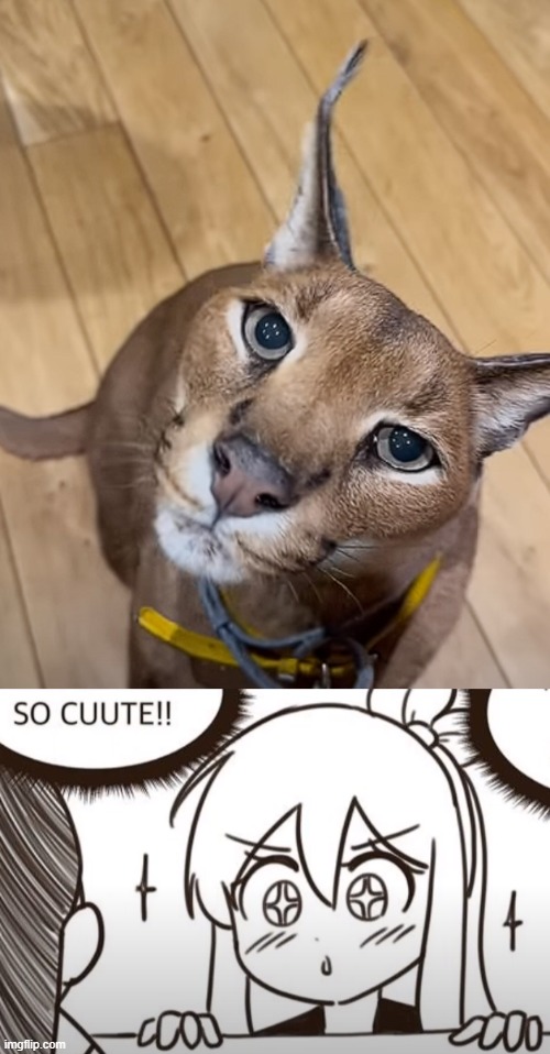 i love caracals. | made w/ Imgflip meme maker