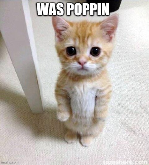 Yo my bro | WAS POPPIN | image tagged in memes,cute cat | made w/ Imgflip meme maker