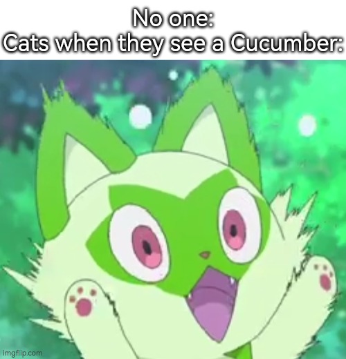 Cats:"Nigerundayo!" | No one:
Cats when they see a Cucumber: | image tagged in memes,funny,cats,cucumber | made w/ Imgflip meme maker