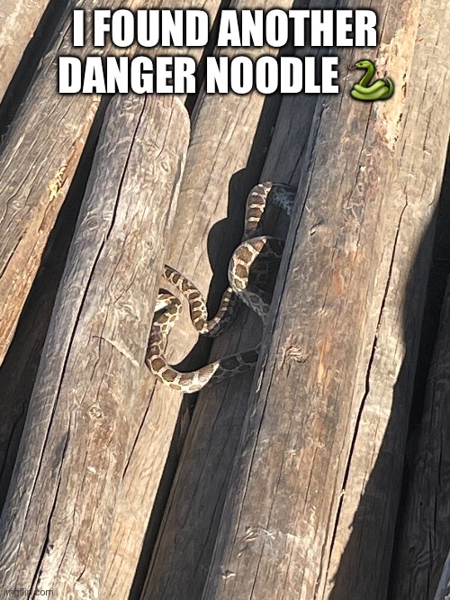 I FOUND ANOTHER DANGER NOODLE 🐍 | made w/ Imgflip meme maker