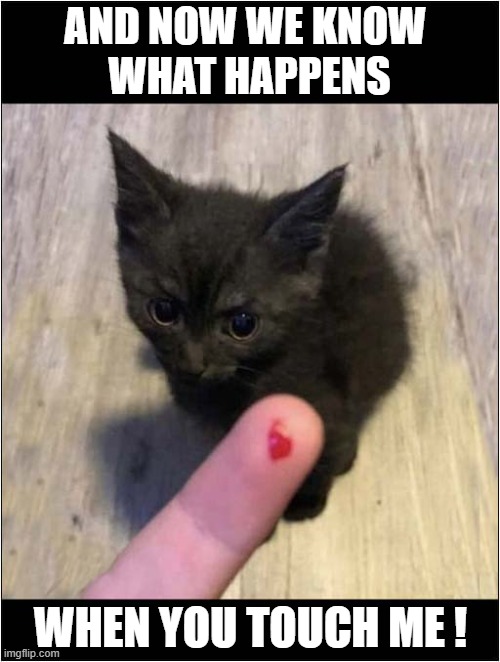 One Mean Kitty ! | AND NOW WE KNOW 
WHAT HAPPENS; WHEN YOU TOUCH ME ! | image tagged in cats,kitten,bites,warning | made w/ Imgflip meme maker