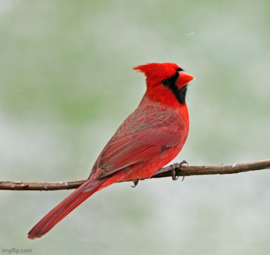 Critical Cardinal | image tagged in critical cardinal | made w/ Imgflip meme maker
