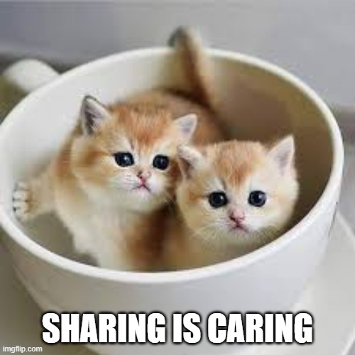 memes by Brad - Cute kittens sharing | SHARING IS CARING | image tagged in funny,cute kittens,kittens,cats,sharing is caring,humor | made w/ Imgflip meme maker