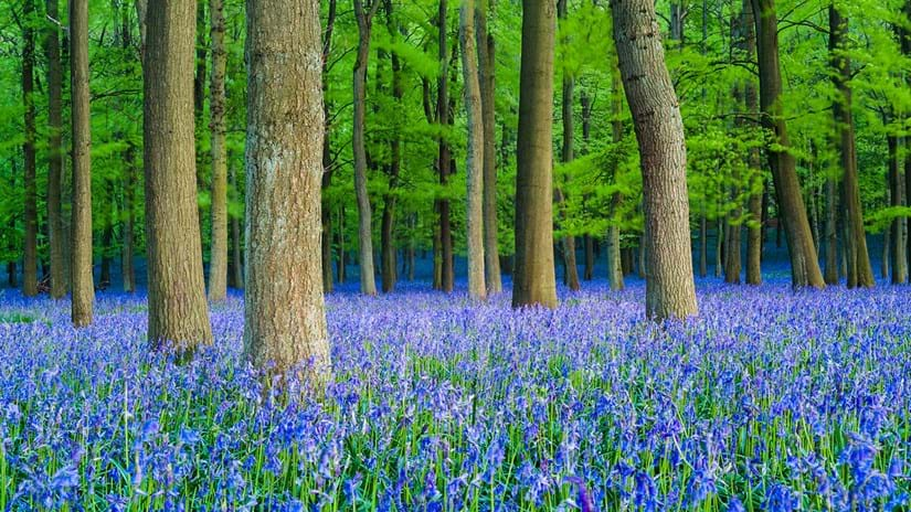 English bluebells Blank Meme Template