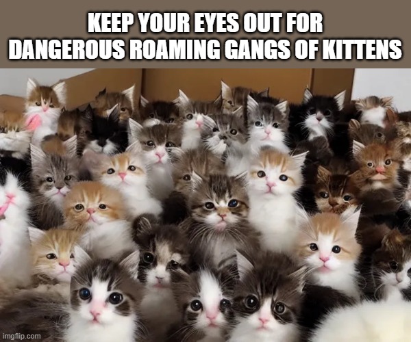 memes by Brad - Watch out for gangs of kittens - humor | KEEP YOUR EYES OUT FOR DANGEROUS ROAMING GANGS OF KITTENS | image tagged in funny,cats,cute kittens,kittens,funny cat memes,humor | made w/ Imgflip meme maker