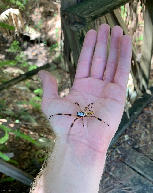 My bad this is a golden orb weaver, not a Joro spider. | made w/ Imgflip meme maker