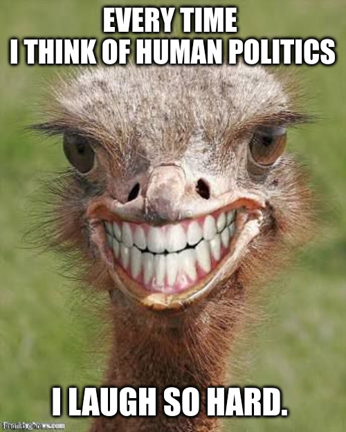 Humans are dangerously silly | EVERY TIME 
I THINK OF HUMAN POLITICS I LAUGH SO HARD. | image tagged in teeth ostrich emu funny smile,memes,political humor,humanity,poor choices,ignoring reality | made w/ Imgflip meme maker