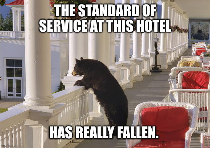 Hotel service leaves something to be desired | THE STANDARD OF SERVICE AT THIS HOTEL; HAS REALLY FALLEN. | image tagged in balcony bear,memes,hotel,yelp rating,red carpet,one star | made w/ Imgflip meme maker