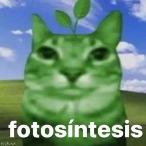 fotosinesis | image tagged in hi | made w/ Imgflip meme maker